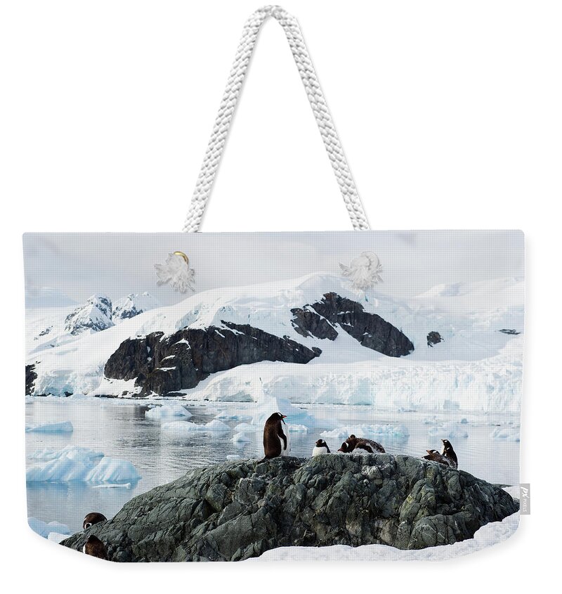 Snow Weekender Tote Bag featuring the photograph Gentoo Penguin Pygoscelis Papua #3 by Jim Julien / Design Pics