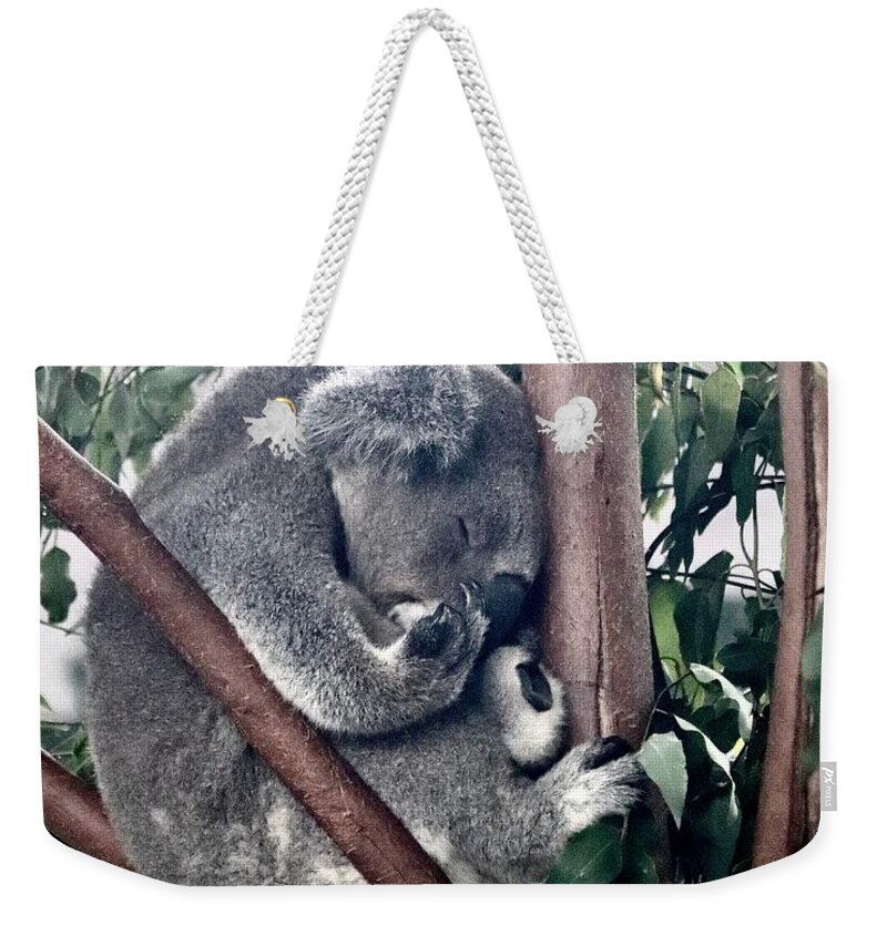 Koala Weekender Tote Bag featuring the photograph Koala #3 by Sarah Lilja