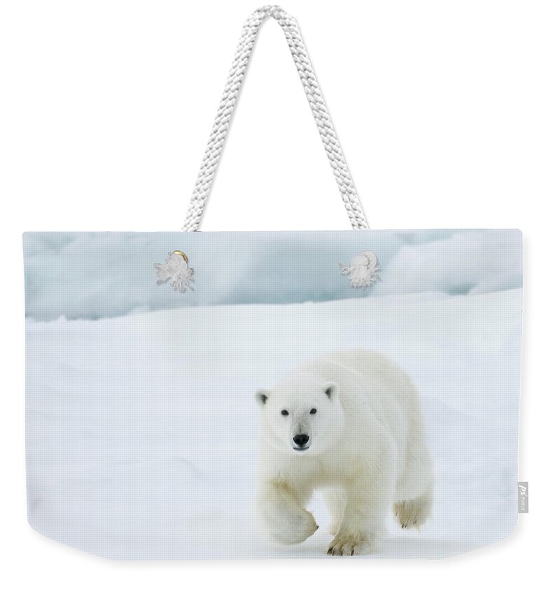 Svalbard Islands Weekender Tote Bag featuring the photograph Polar Bear #3 by Dagsjo