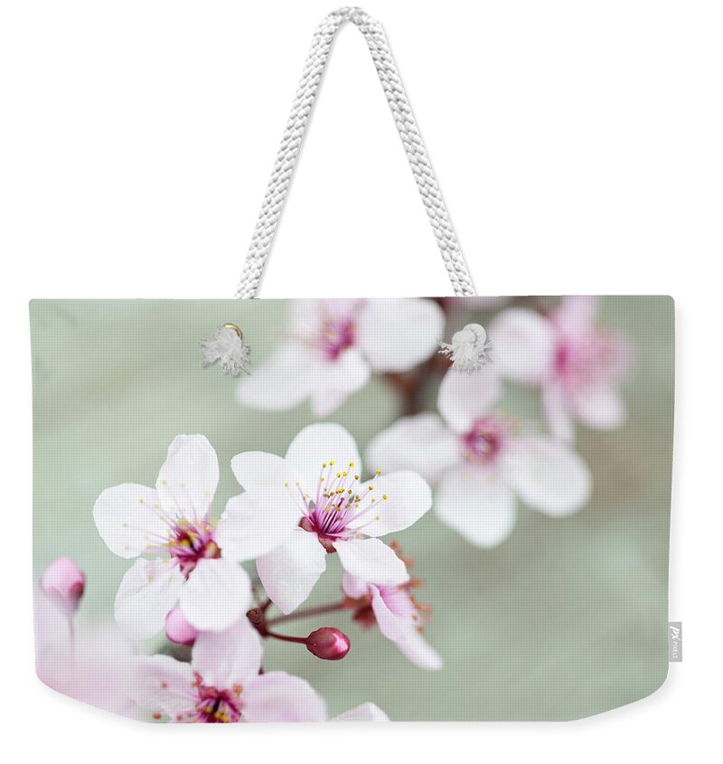 Sakura Cherry Blossom Tote Bag by Catlane 