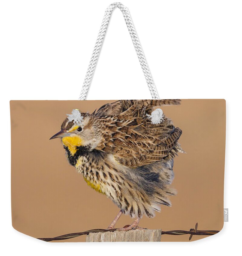 Animal Weekender Tote Bag featuring the photograph Western Meadowlark #3 by James Zipp