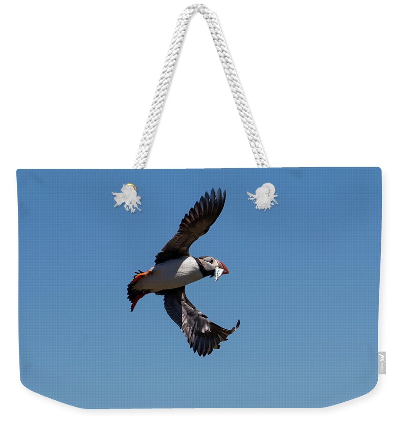 Puffin Weekender Tote Bag featuring the photograph Atlantic Puffin #4 by Kuni Photography