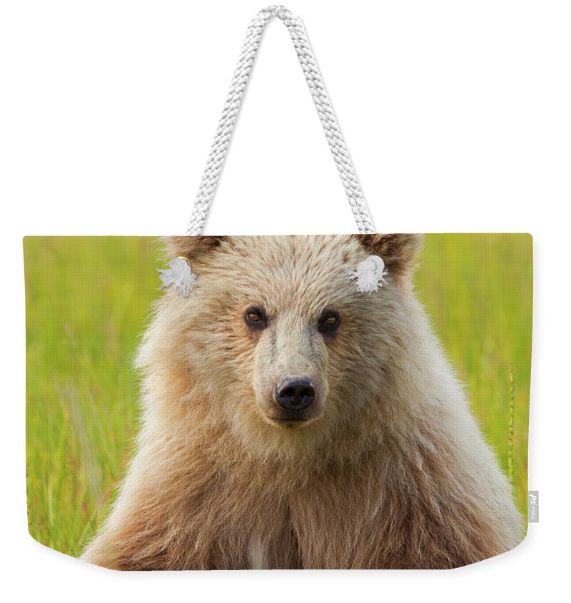Brown Bear Weekender Tote Bag featuring the photograph Brown Bear, Lake Clark National Park #4 by Mint Images/ Art Wolfe