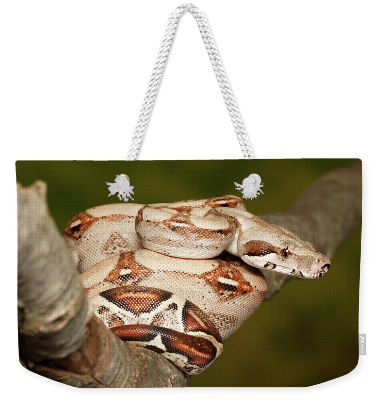 Amazon Fauna Weekender Tote Bag featuring the photograph Colombian Red Tail Boa Constrictor #4 by David Kenny