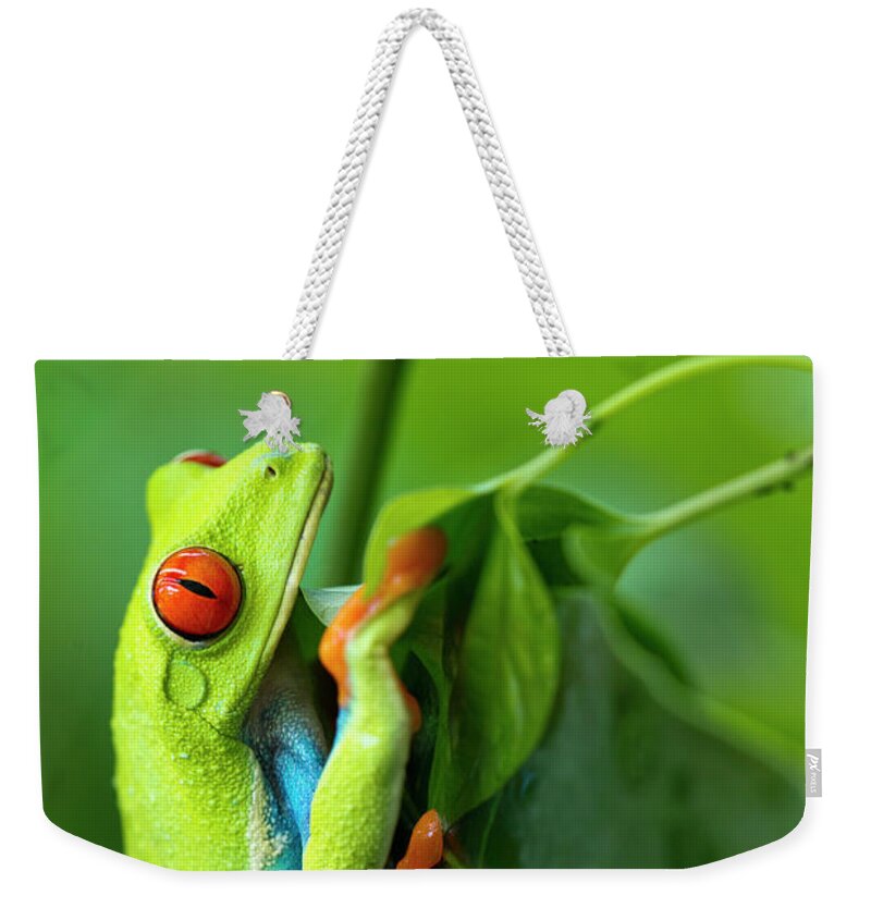 Animal Themes Weekender Tote Bag featuring the photograph Red Eyed Tree Frog, Costa Rica #4 by Paul Souders