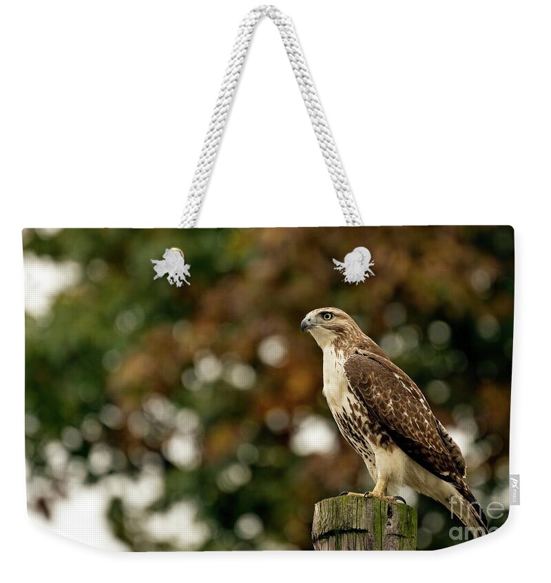 Red Tailed Hawk Weekender Tote Bag featuring the photograph Red tailed hawk #4 by Sam Rino