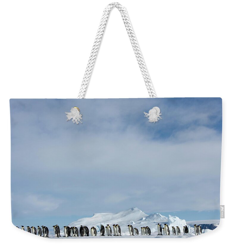 Cool Attitude Weekender Tote Bag featuring the photograph Antarctica, Snow Hill Island, Emperor #5 by Paul Souders