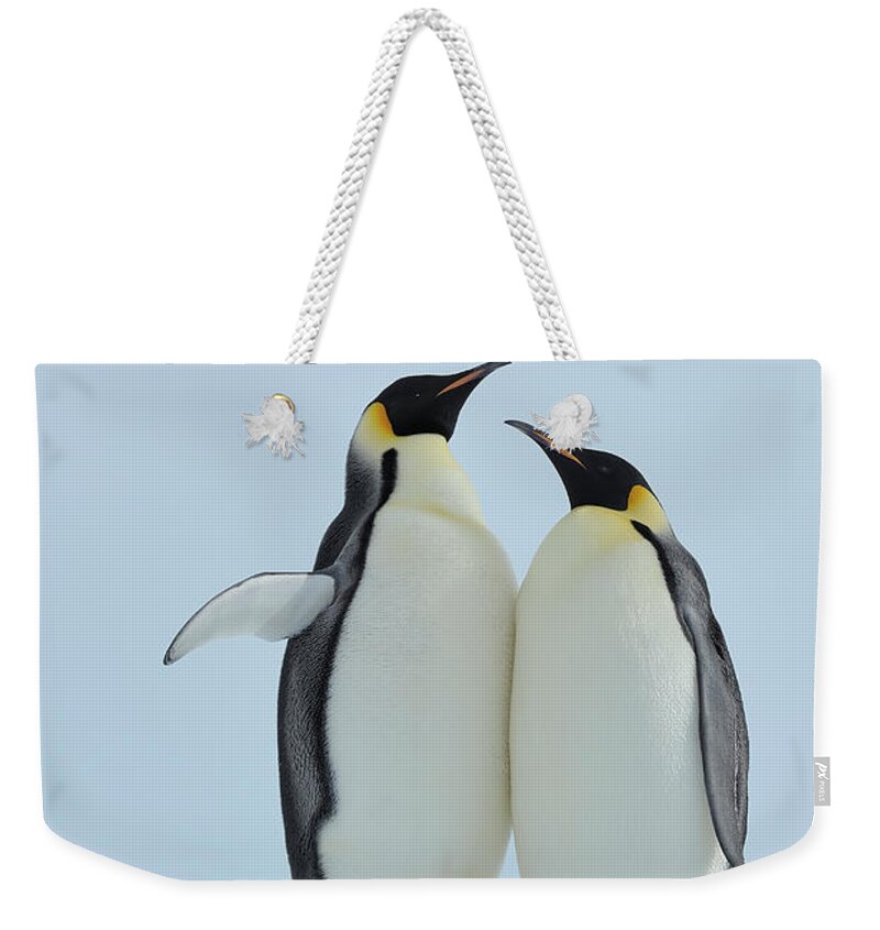 Emperor Penguin Weekender Tote Bag featuring the photograph Emperor Penguin #5 by Raimund Linke