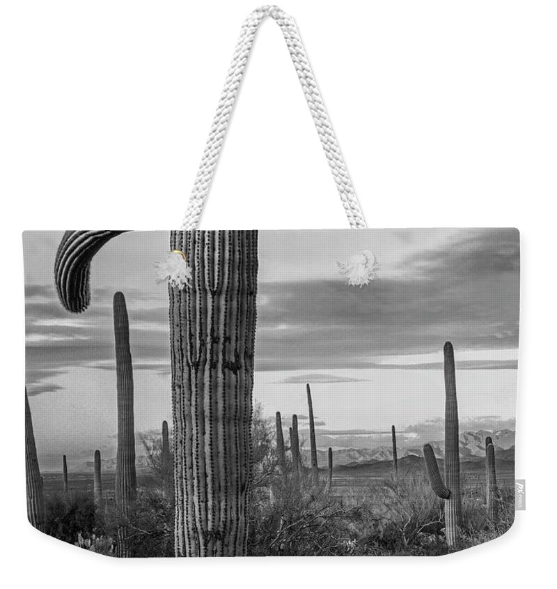 Disk1216 Weekender Tote Bag featuring the photograph Saguaro Cacti, Arizona #5 by Tim Fitzharris