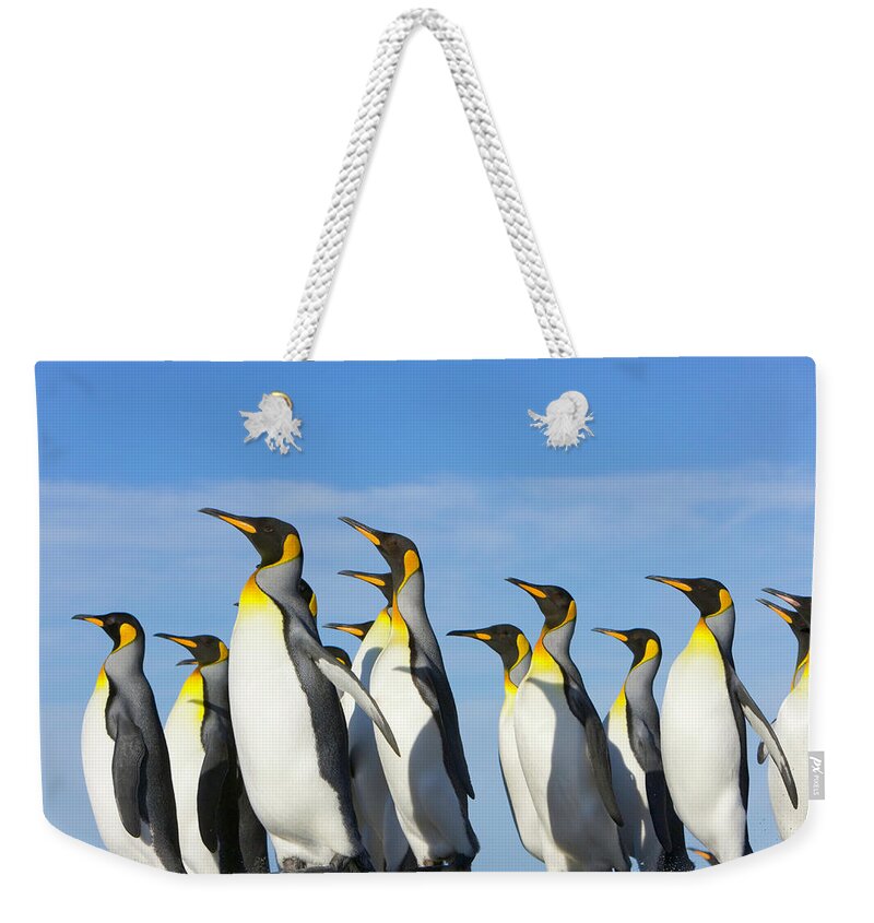 Animal Themes Weekender Tote Bag featuring the photograph King Penguins Aptenodytes Patagonicus #6 by Eastcott Momatiuk