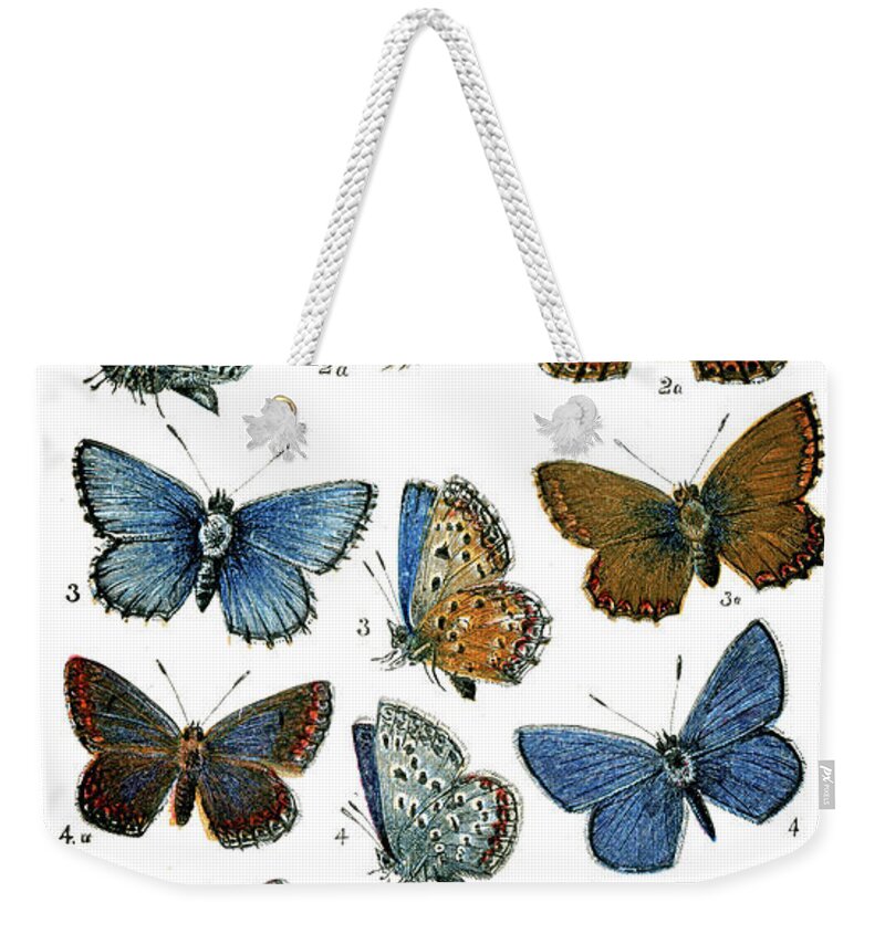 Common Blue Butterfly Weekender Tote Bag featuring the digital art Butterflies #7 by Duncan1890
