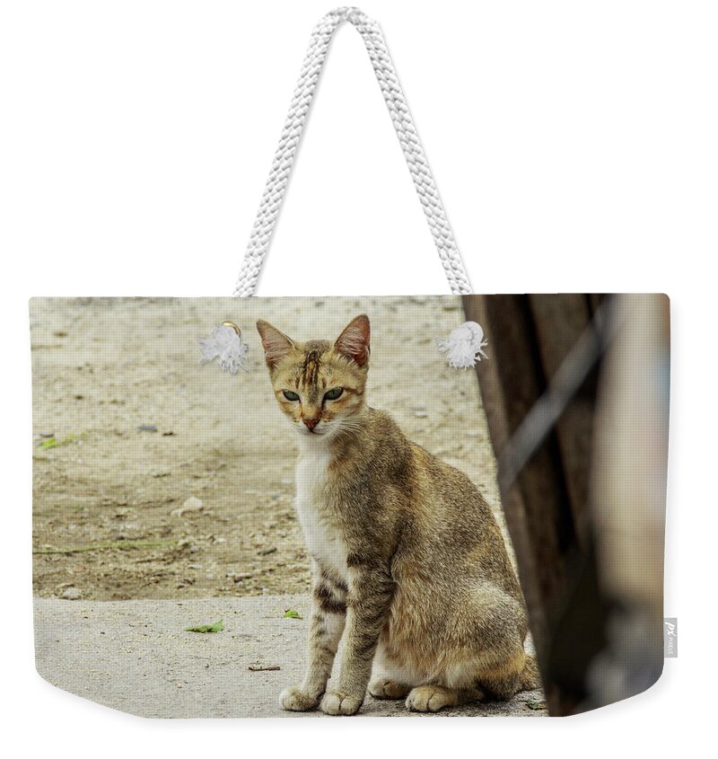  Weekender Tote Bag featuring the photograph A Beautiful Female Cat #9 by Mangge Totok
