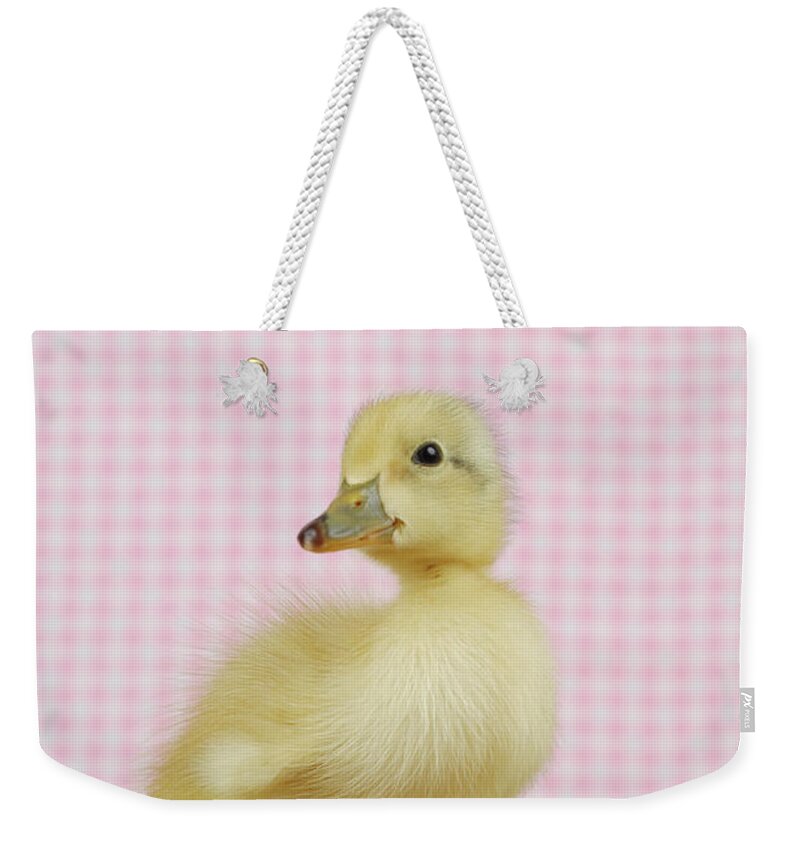 Pets Weekender Tote Bag featuring the photograph A Baby Duck by Dominik Eckelt