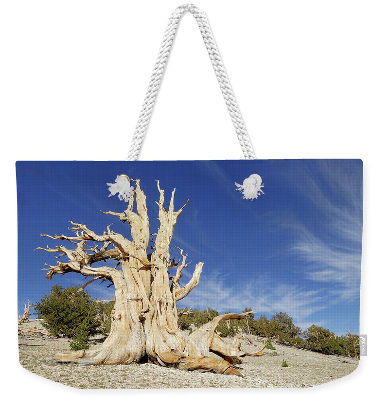 Scenics Weekender Tote Bag featuring the photograph A Bristlecone Pine Tree Pinus Longaeva by Martin Ruegner