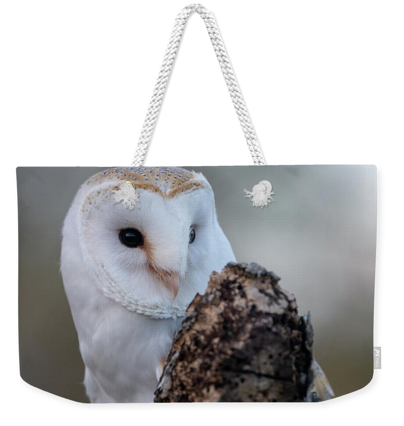 Owl Weekender Tote Bag featuring the photograph A Coy Barn Owl by Mark Hunter
