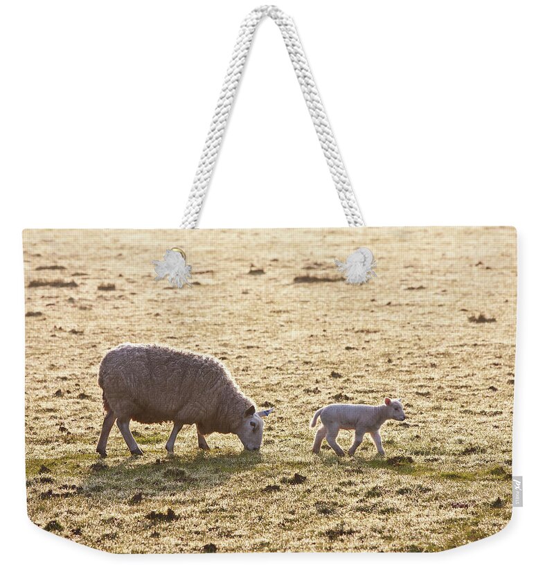 Grass Weekender Tote Bag featuring the photograph A Ewe And Lamb On A Frosty Field by Paul Quayle / Design Pics