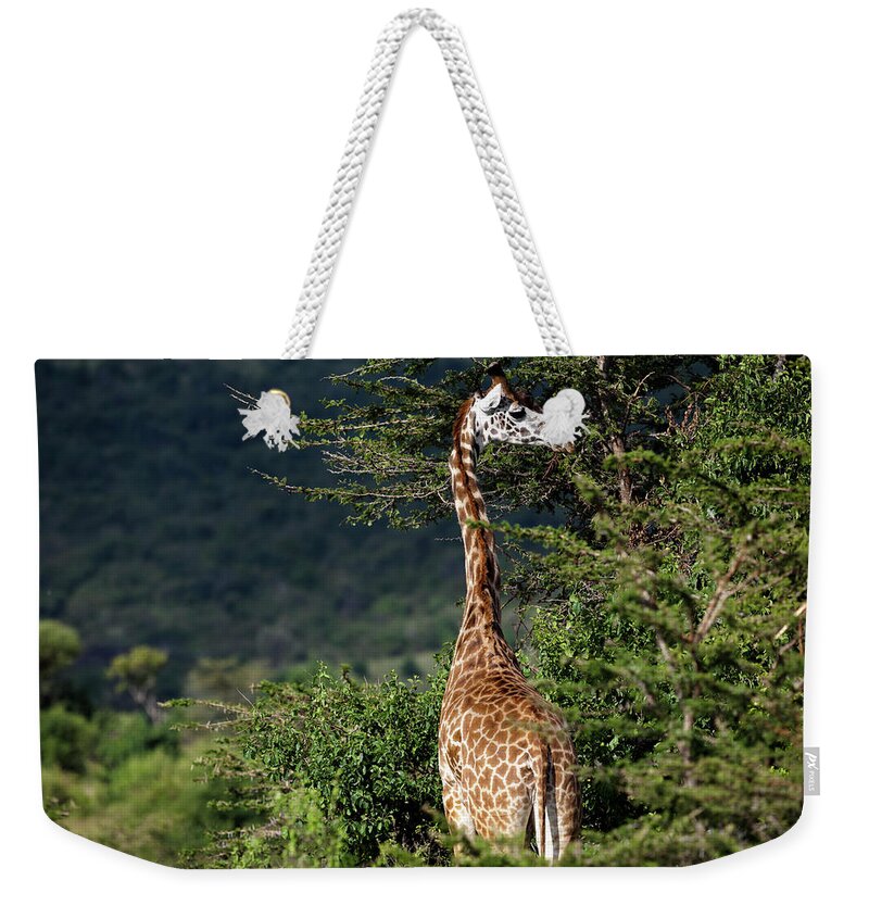 Kenya Weekender Tote Bag featuring the photograph A Giraffe Giraffa Camelopardalis Eating by Regis Vincent