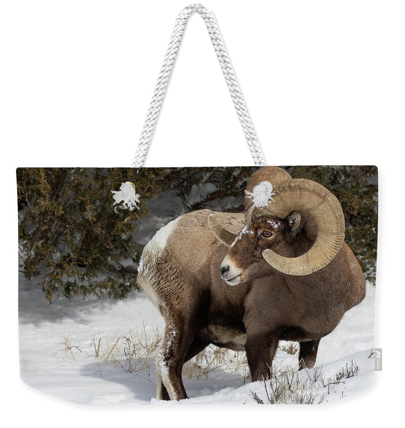 Ram Weekender Tote Bag featuring the photograph A Glance Behind by Art Cole