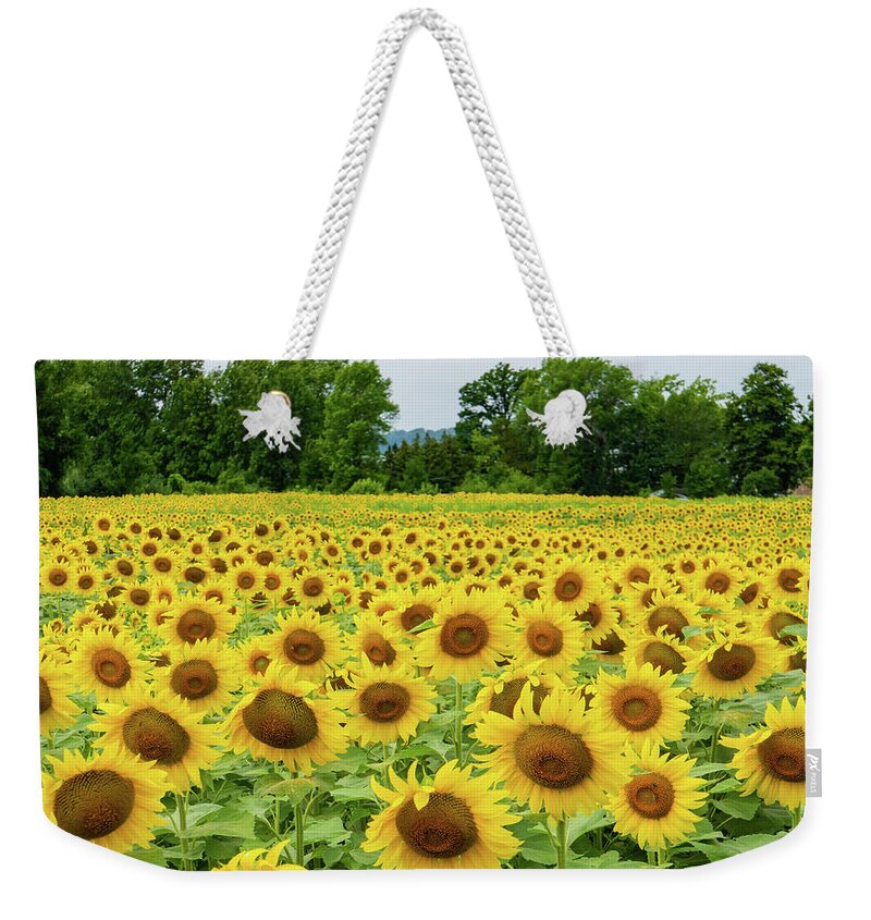 Sunflower Weekender Tote Bag featuring the photograph a golden field of sunflowers in Vermont by Ann Moore
