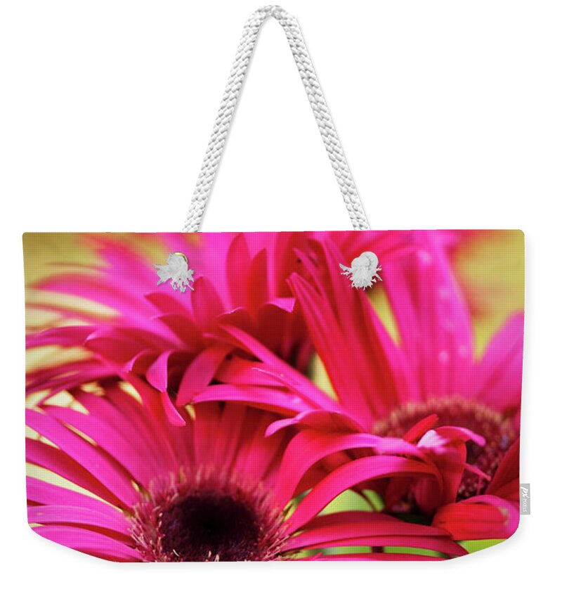 Rockville Weekender Tote Bag featuring the photograph A Group Of Vivid Magenta Pink Gerbera by Maria Mosolova
