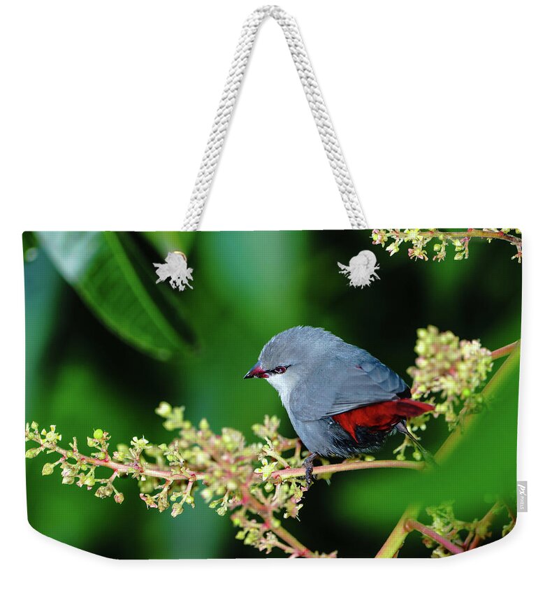 Hawaii Weekender Tote Bag featuring the photograph A Lavender Waxbill by John Bauer