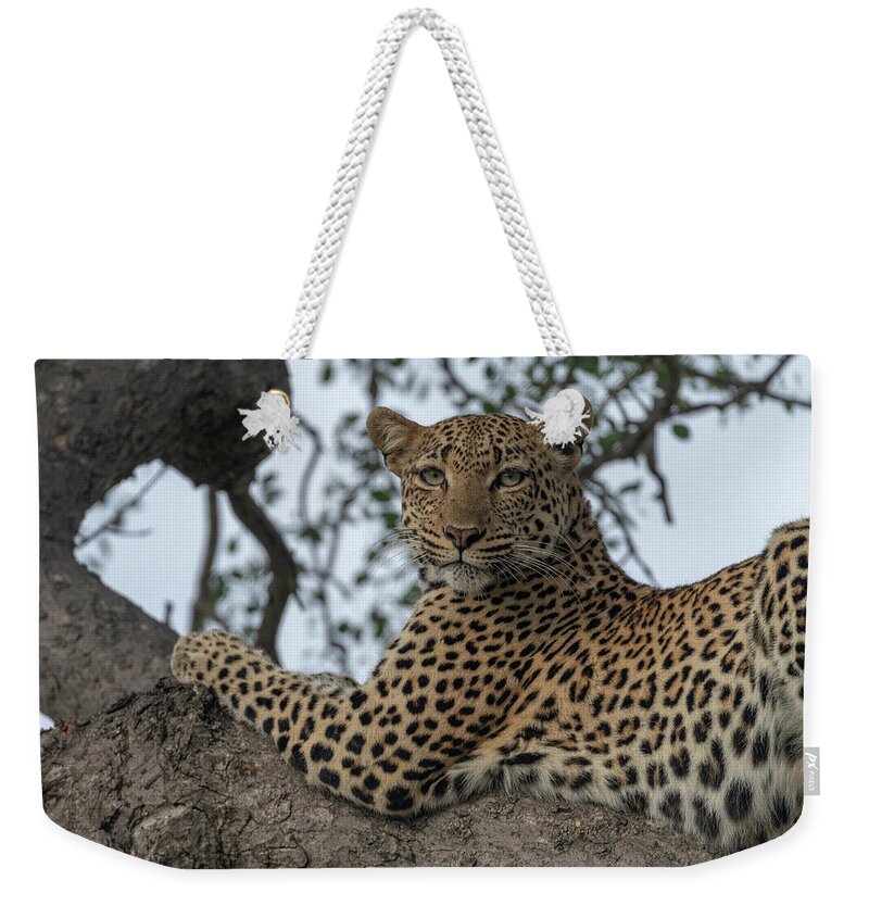 Leopard Weekender Tote Bag featuring the photograph A Leopard Gazes from a Tree by Mark Hunter