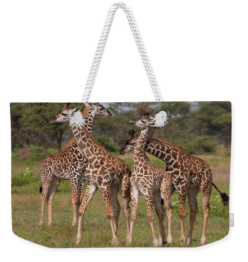 Giraffe Calf Weekender Tote Bag featuring the photograph A Small Group Of Masai Giraffe by Mint Images - Art Wolfe