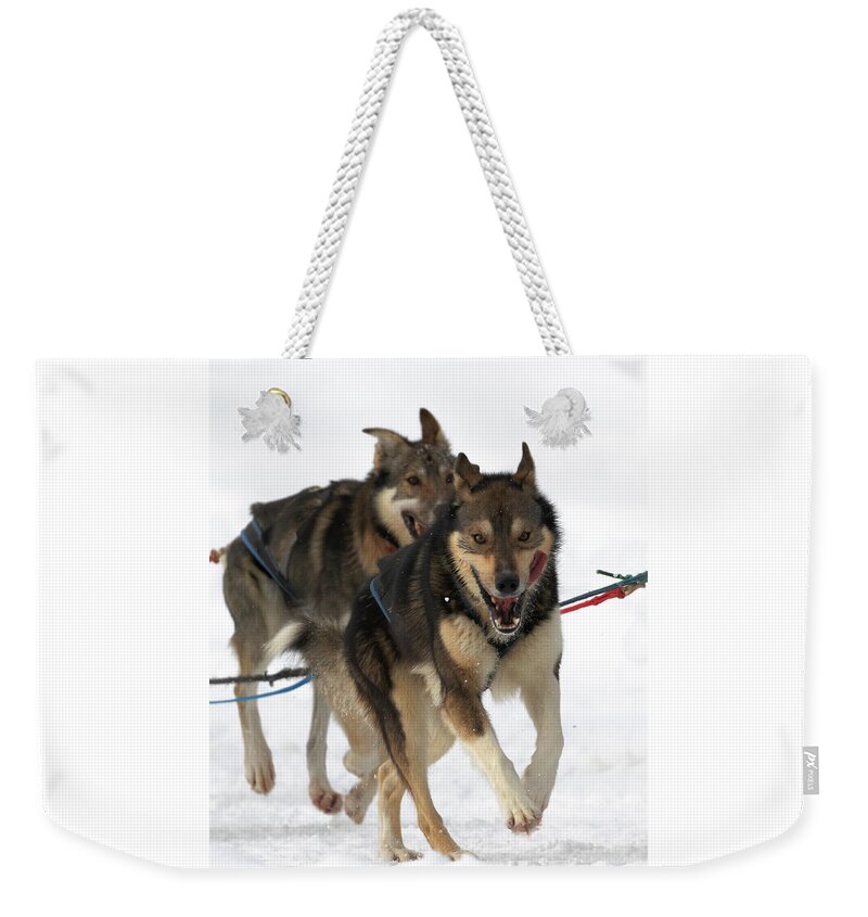 Sled Dog Race Weekender Tote Bag featuring the photograph A Smile at the Finish by Susan Rissi Tregoning