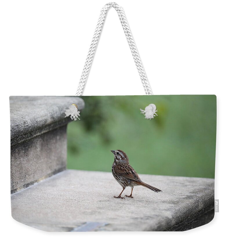 Song Sparrow Weekender Tote Bag featuring the photograph A Sparrow on a Church Step by Rachel Morrison
