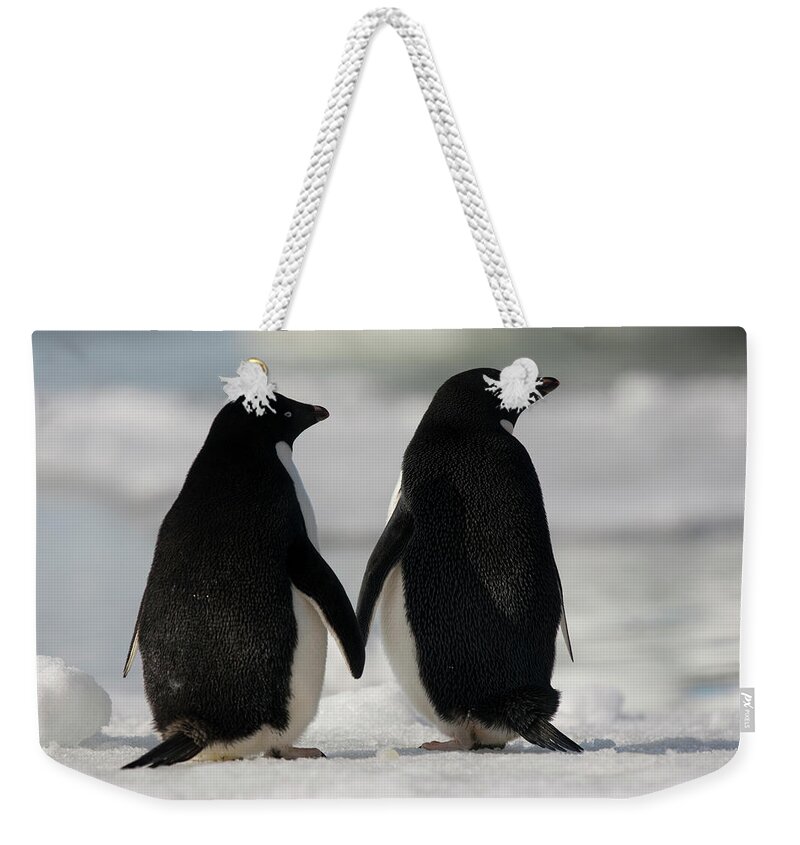 Vertebrate Weekender Tote Bag featuring the photograph Adelie Penguins Standing Side By Side by Mint Images - Art Wolfe