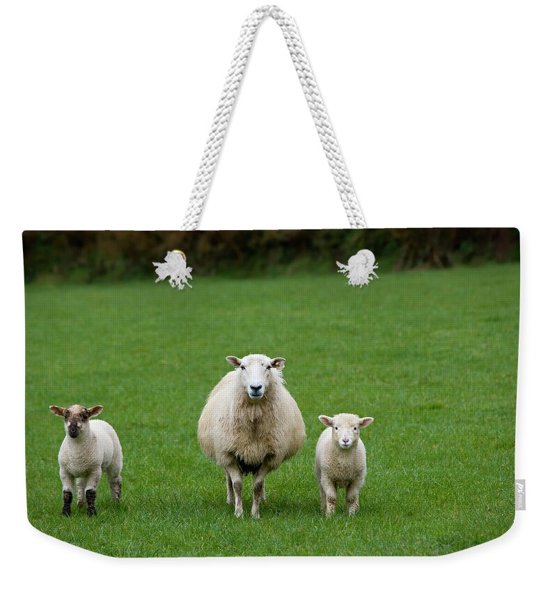 Grass Weekender Tote Bag featuring the photograph Adorable Irish Sheep In A Green Pasture by Jimkruger