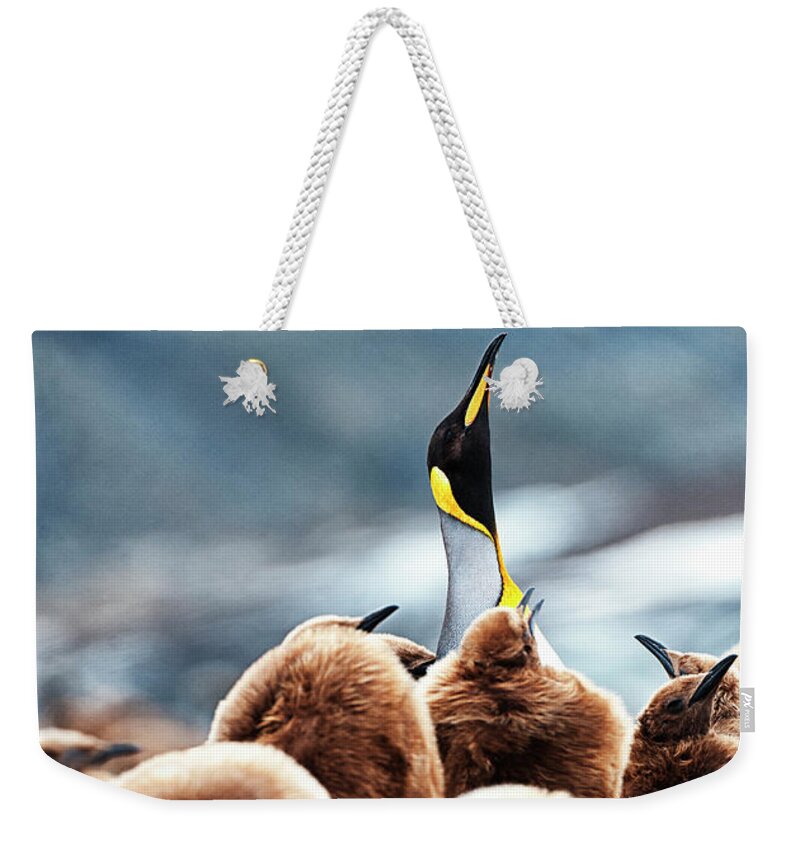 Security Weekender Tote Bag featuring the photograph Adult And Immature King Penguins by Mike Hill