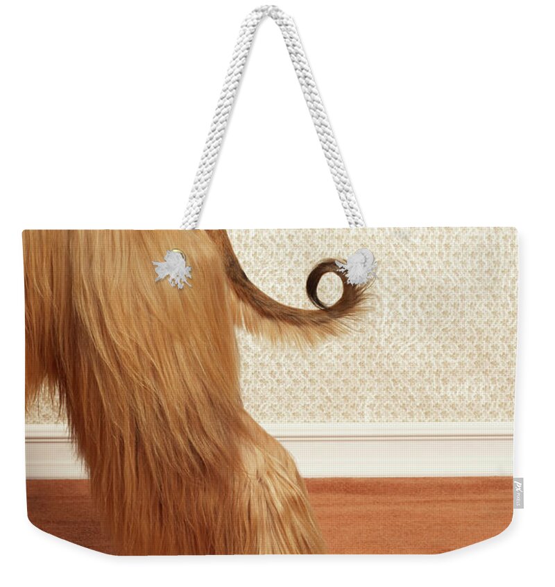 Pets Weekender Tote Bag featuring the photograph Afghan Hound Standing In Room, End by Dtp