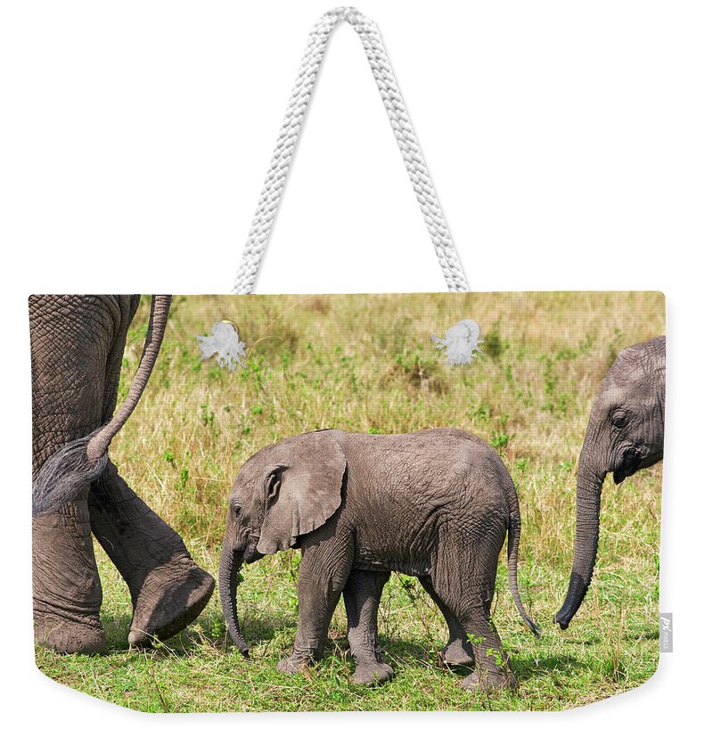 Kenya Weekender Tote Bag featuring the photograph African Elephants, Masai Mara , Kenya by Nico Tondini