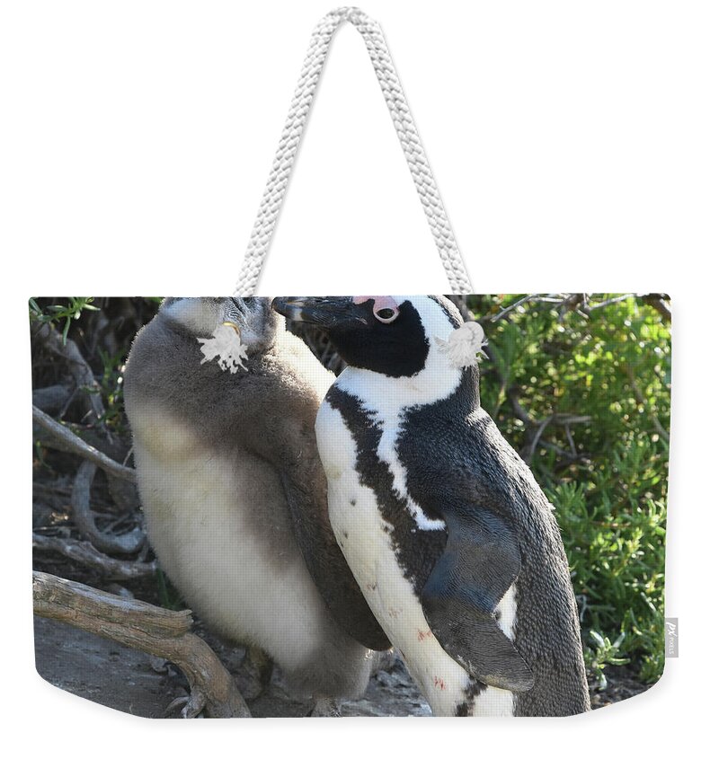 Penguin Weekender Tote Bag featuring the photograph African Penguin with Chick by Ben Foster