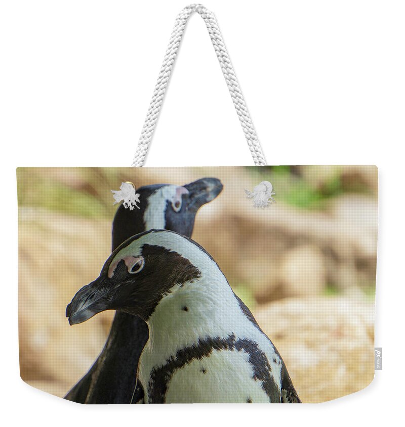 African Penguins Weekender Tote Bag featuring the photograph African Penguins Posing by Jason Fink