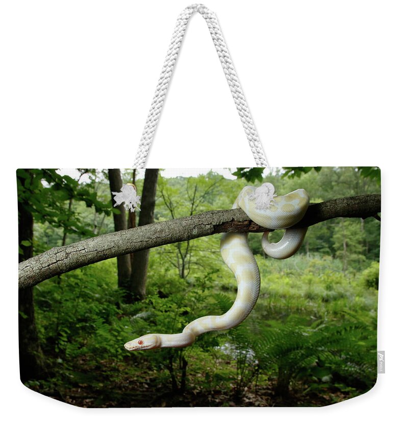 Albino Python Weekender Tote Bag featuring the photograph Albino Ball Python Climbing Tree by David Kenny