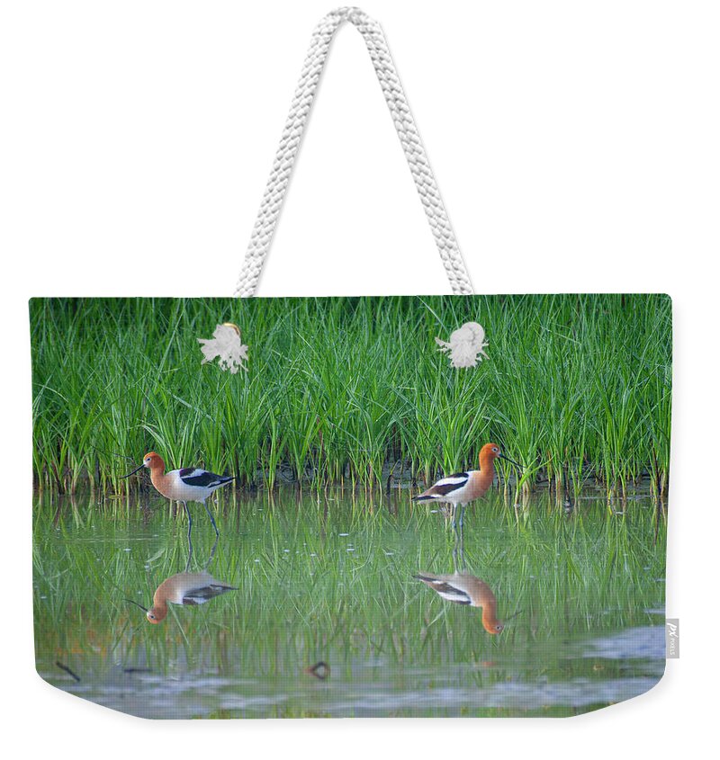 Bird Weekender Tote Bag featuring the photograph American Avocet Pair by Anthony Jones