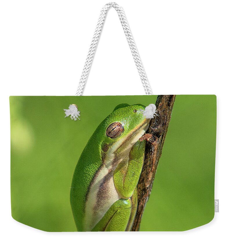 Nature Weekender Tote Bag featuring the photograph American Green Tree Frog DAR034 by Gerry Gantt