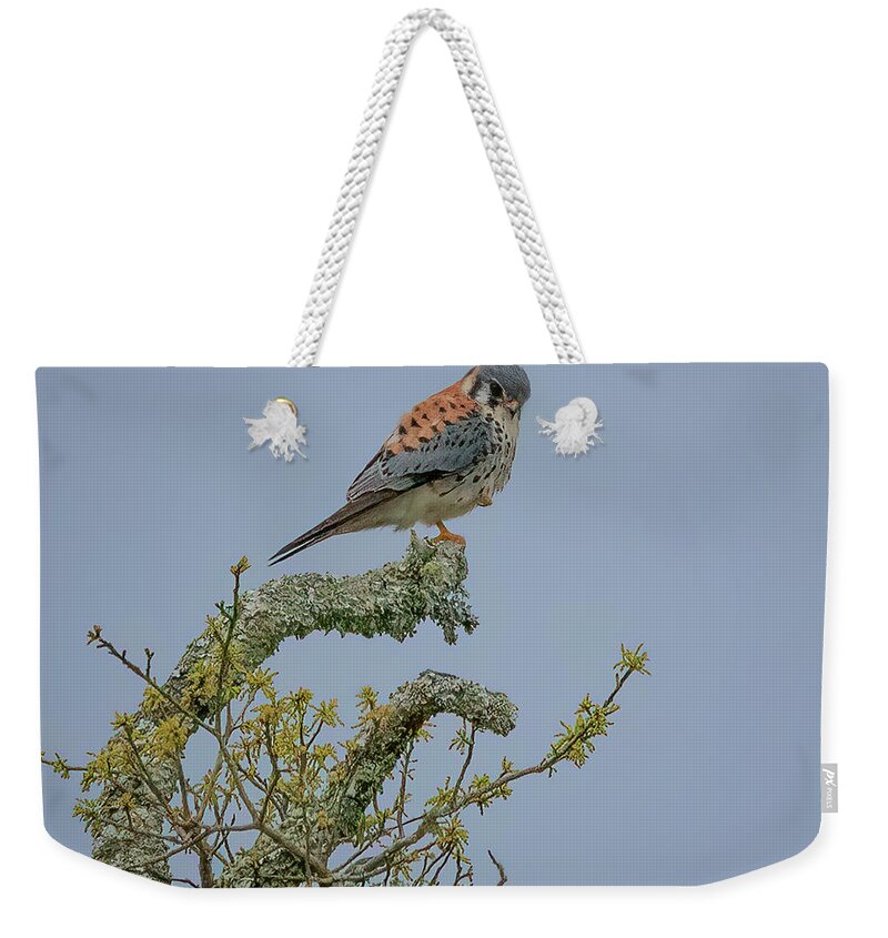 Falcon Weekender Tote Bag featuring the photograph American Kestrel by JASawyer Imaging