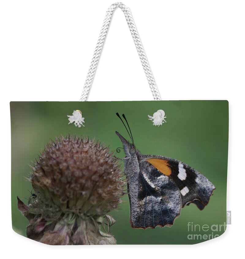 American Snout Butterfly Weekender Tote Bag featuring the photograph American Snout Butterfly on Bee Balm Seed Head by Robert E Alter Reflections of Infinity