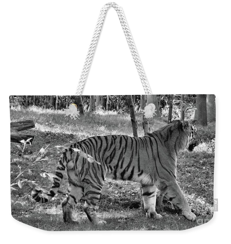 Panthera Tigris Altaica Weekender Tote Bag featuring the photograph Amur Tiger On The Prowl, Panorama by Sandra Huston