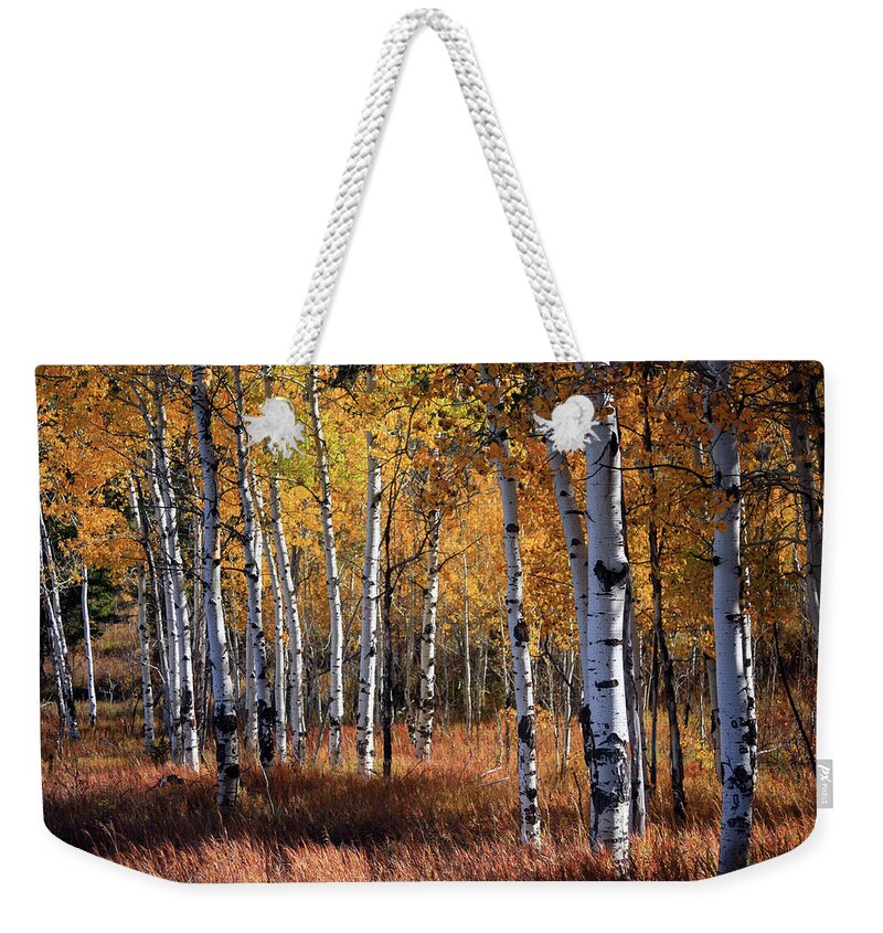 Eco Tourism Weekender Tote Bag featuring the photograph An Aspen Grove In Autumn With Orange by Denny35463