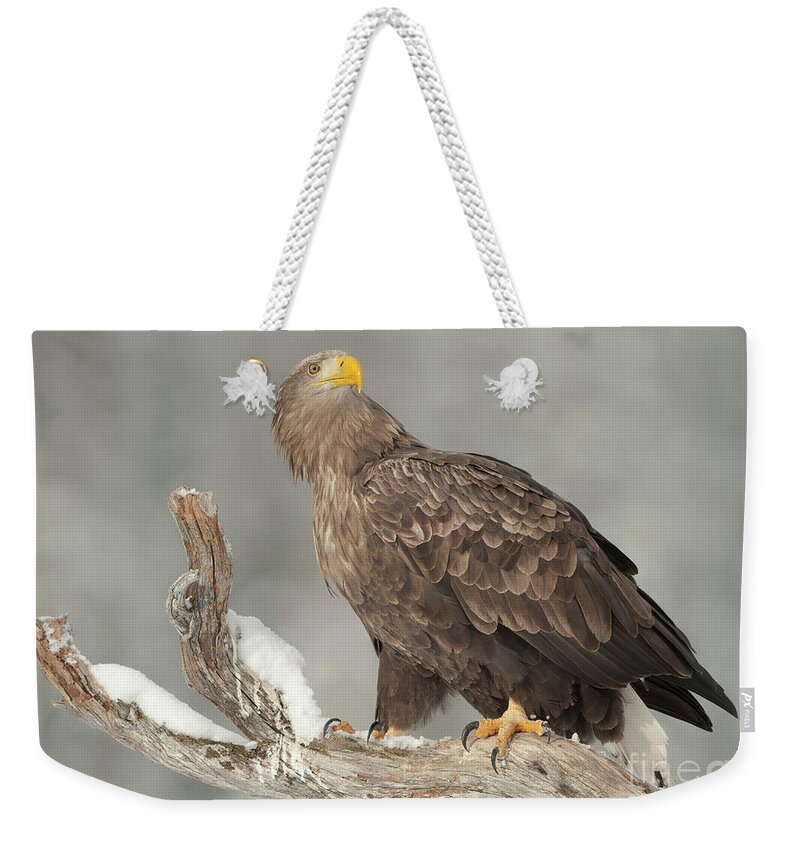 Snow Weekender Tote Bag featuring the photograph An Eagle Perched On A Snow-covered by Andy Astbury