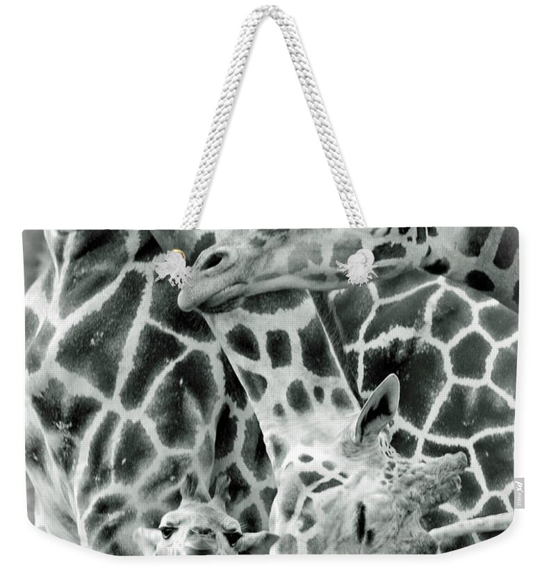 Giraffe Weekender Tote Bag featuring the photograph And Baby Makes Three BW by Lori Tambakis