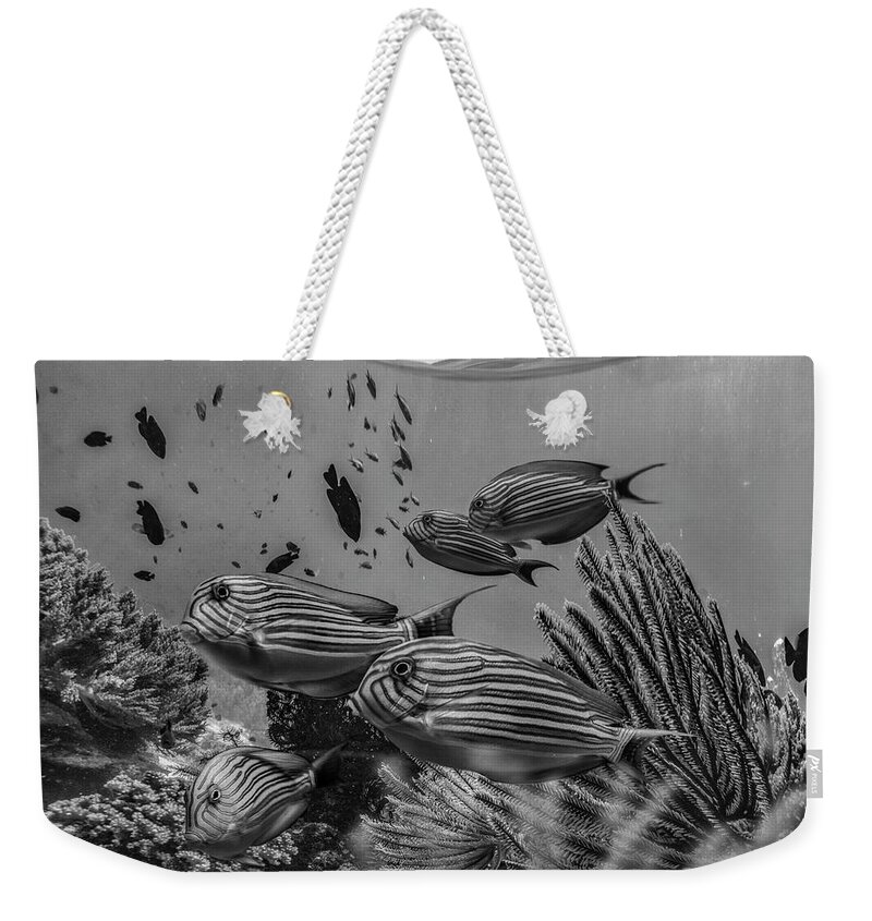 Disk1215 Weekender Tote Bag featuring the photograph Angelfish Group Philippines by Tim Fitzharris