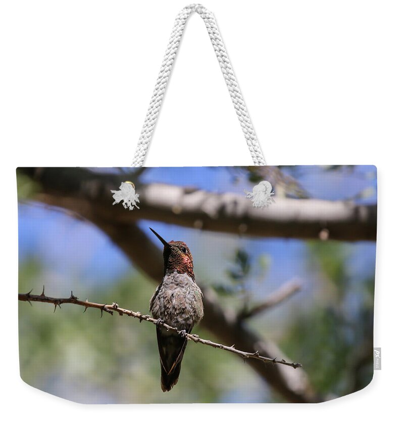 Anna's Hummingbird Weekender Tote Bag featuring the photograph Anna's Hummingbird in Tree 8 by Dawn Richards