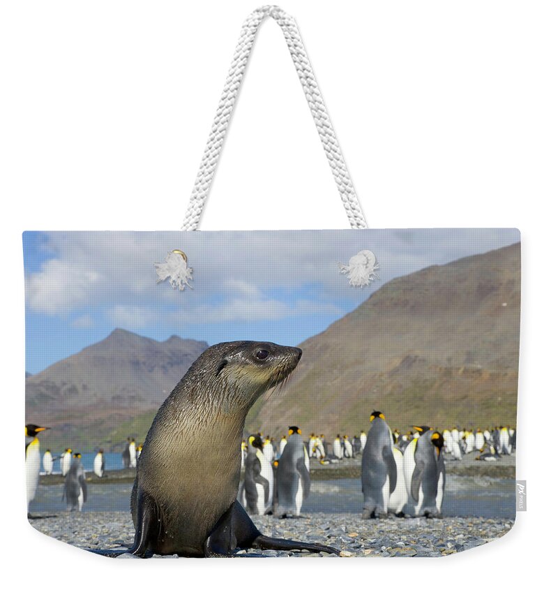 Allardyce Range Weekender Tote Bag featuring the photograph Antarctic Fur Seal Pup In King Penguin by Eastcott Momatiuk