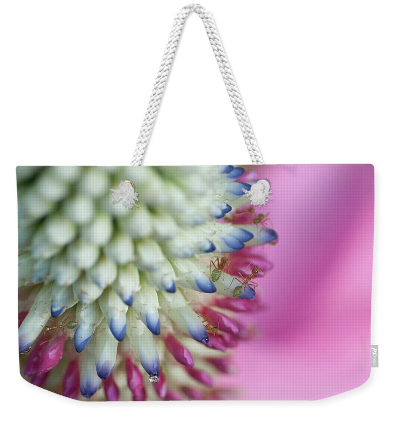 Cairns Weekender Tote Bag featuring the photograph Ants On Flower by Karen Anderson Photography