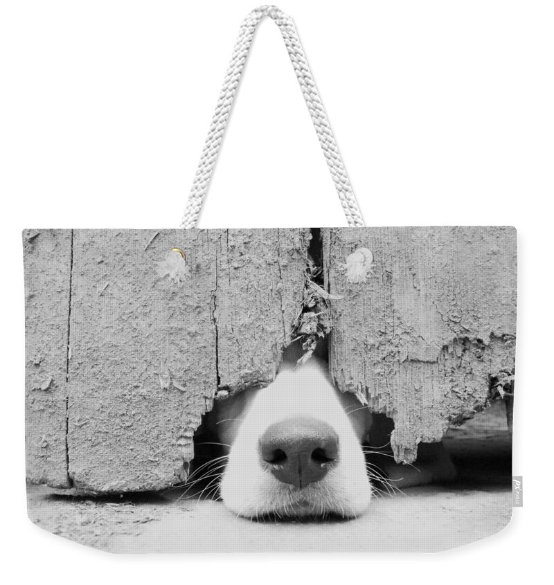 Pets Weekender Tote Bag featuring the photograph Anyone Out There by By Jake P Johnson